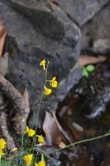 Utricularia odorata