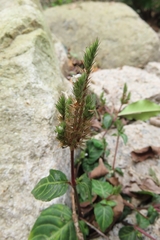 Lepidagathis inaequalis