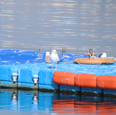 Larus fuscus heuglini