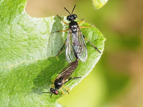 Dioctria longicornis