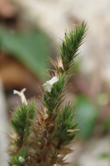 Lepidagathis inaequalis