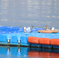 Larus fuscus heuglini