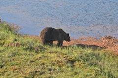 Ursus arctos collaris