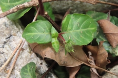 Lepidagathis inaequalis