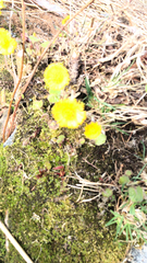 Tussilago farfara