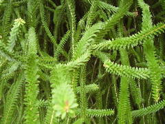 Melaleuca diosmifolia