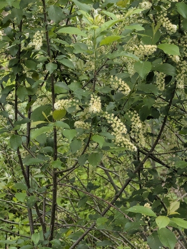 cerezo de Virginia