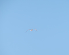 Larus argentatus vegae