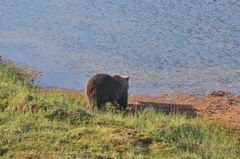 Ursus arctos collaris