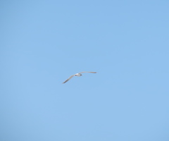 Larus argentatus vegae