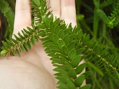 Melaleuca diosmifolia