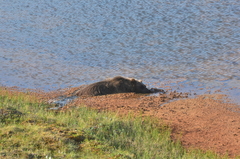 Ursus arctos collaris