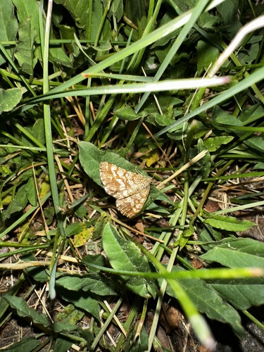 Common Heath