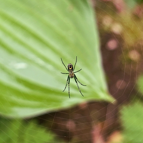 Orchard Orbweaver