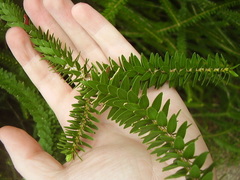 Melaleuca diosmifolia