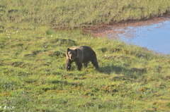 Ursus arctos collaris