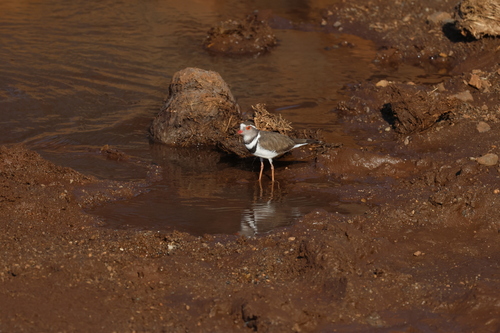 iNaturalist image