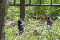 Sturnus vulgaris
