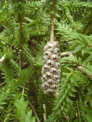 Melaleuca diosmifolia