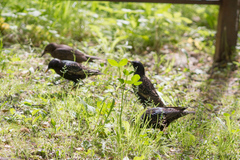 Sturnus vulgaris
