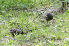 Sturnus vulgaris