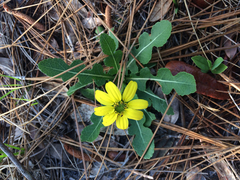 Berlandiera subacaulis