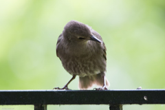 Sturnus vulgaris