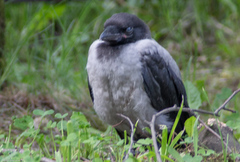 Corvus cornix