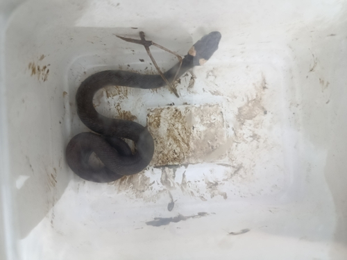 grass snake