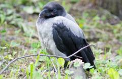 Corvus cornix