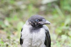 Corvus cornix