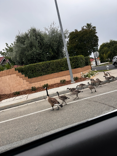 Canada Goose