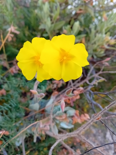 Cistus atriplicifolius