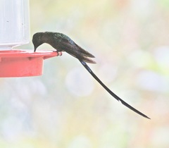 Aglaiocercus