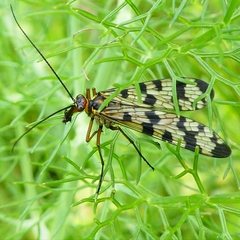 Panorpa meridionalis