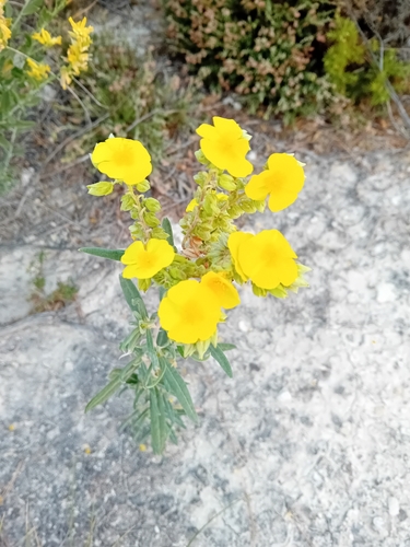Syrian Rock-rose