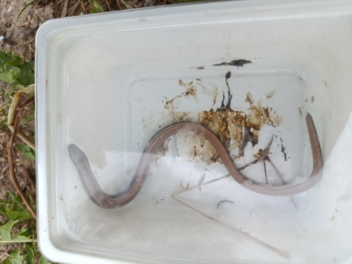 Common Slowworm