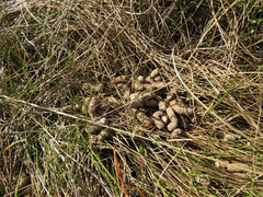 Lagopus lagopus scotica