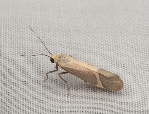 Angel Lichen Moth