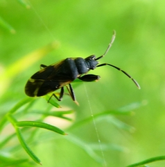 Eremocoris fenestratus