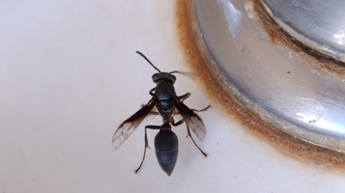 Polybia ignobilis