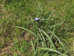 Tradescantia reverchonii