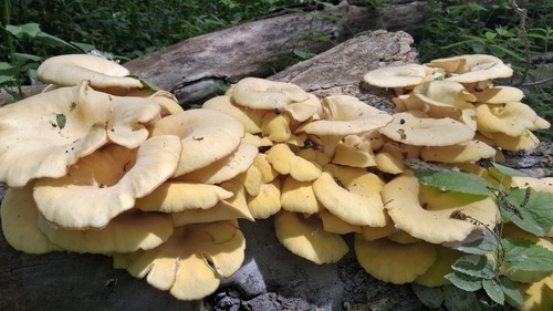 Golden Oyster Mushroom