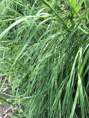 Melica californica