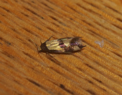 Opogona comptella