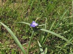 Tradescantia reverchonii