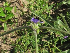 Tradescantia reverchonii