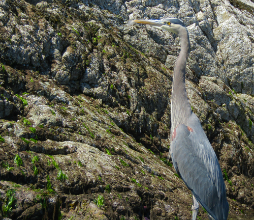 Great Blue Heron
