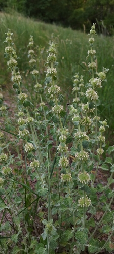White Horehound