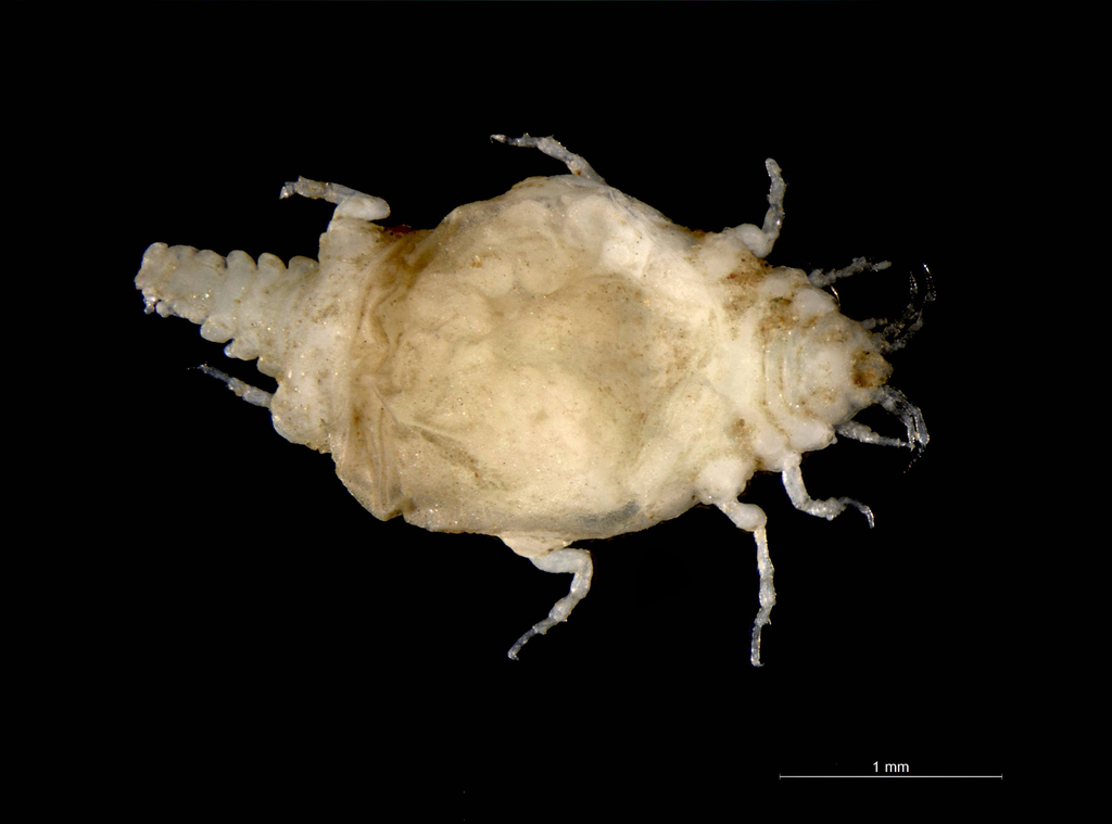 Paragnathia formica